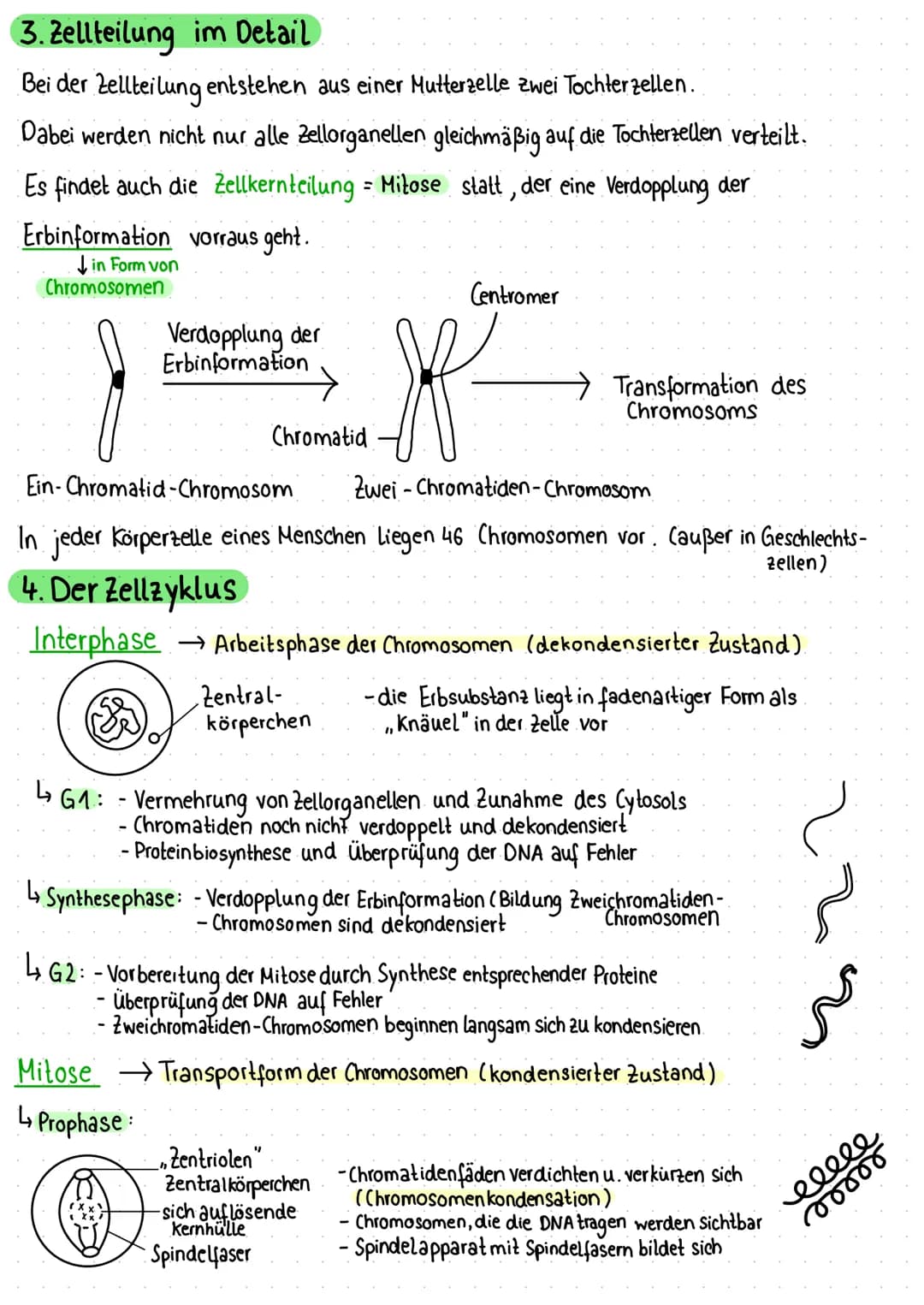 1. Zelle als Grundeinheit des Lebens
Pflanzliche Zelle
Vakuole
Zellmembran
Zellwand
Chloroplast
Mitochondrium
VA
raues ER
Dictyosomen (mit R