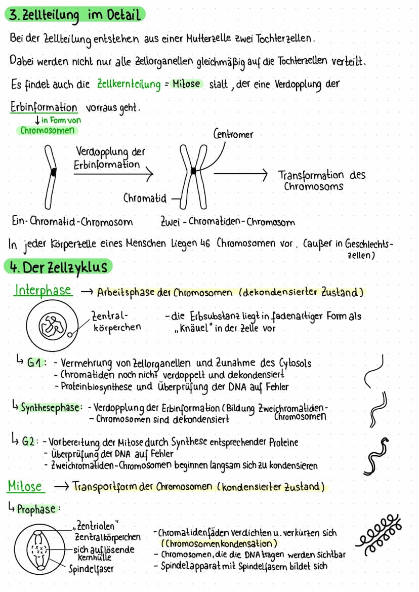 1. Zelle als Grundeinheit des Lebens
Pflanzliche Zelle
Vakuole
Zellmembran
Zellwand
Chloroplast
Mitochondrium
VA
raues ER
Dictyosomen (mit R