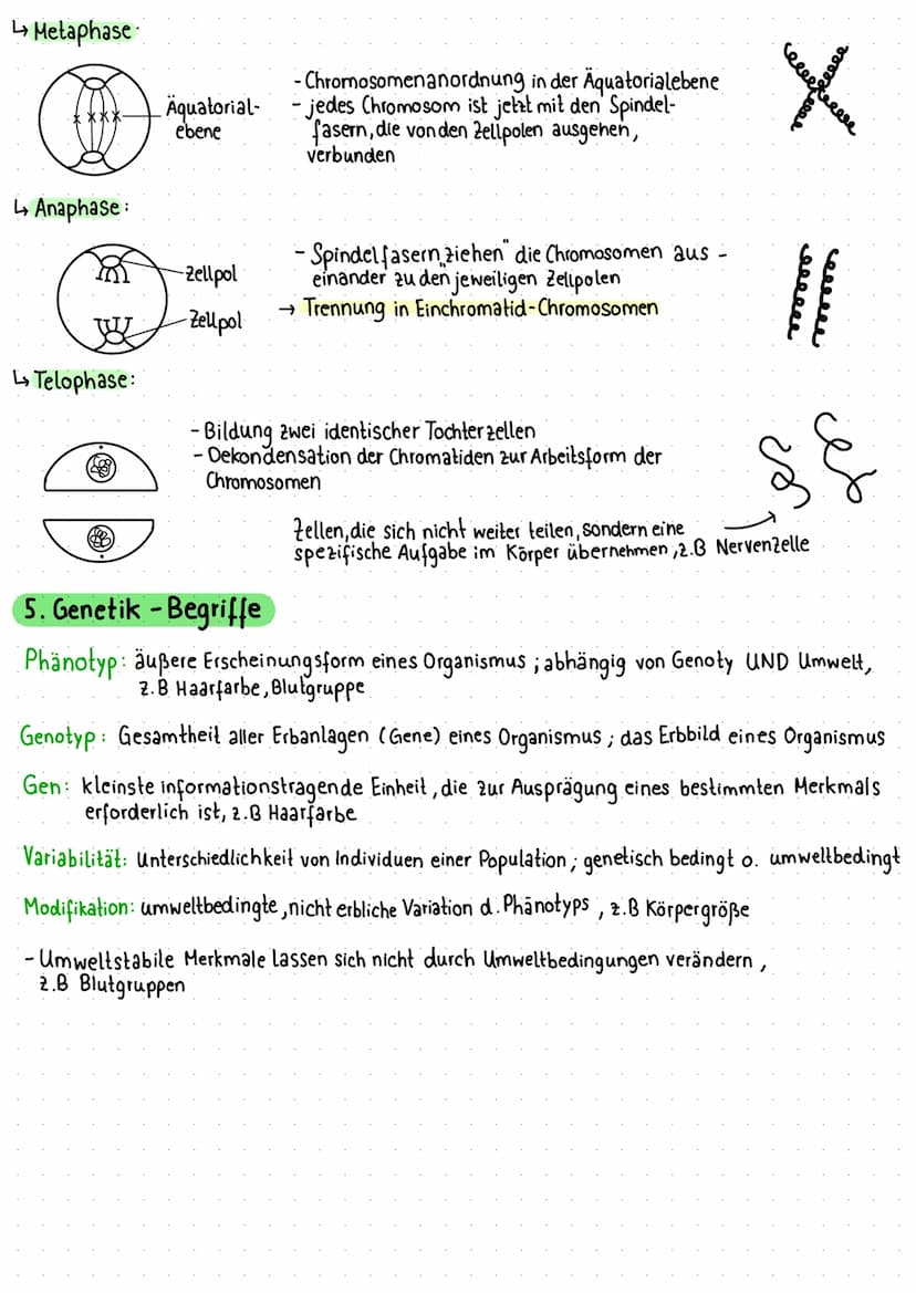 1. Zelle als Grundeinheit des Lebens
Pflanzliche Zelle
Vakuole
Zellmembran
Zellwand
Chloroplast
Mitochondrium
VA
raues ER
Dictyosomen (mit R