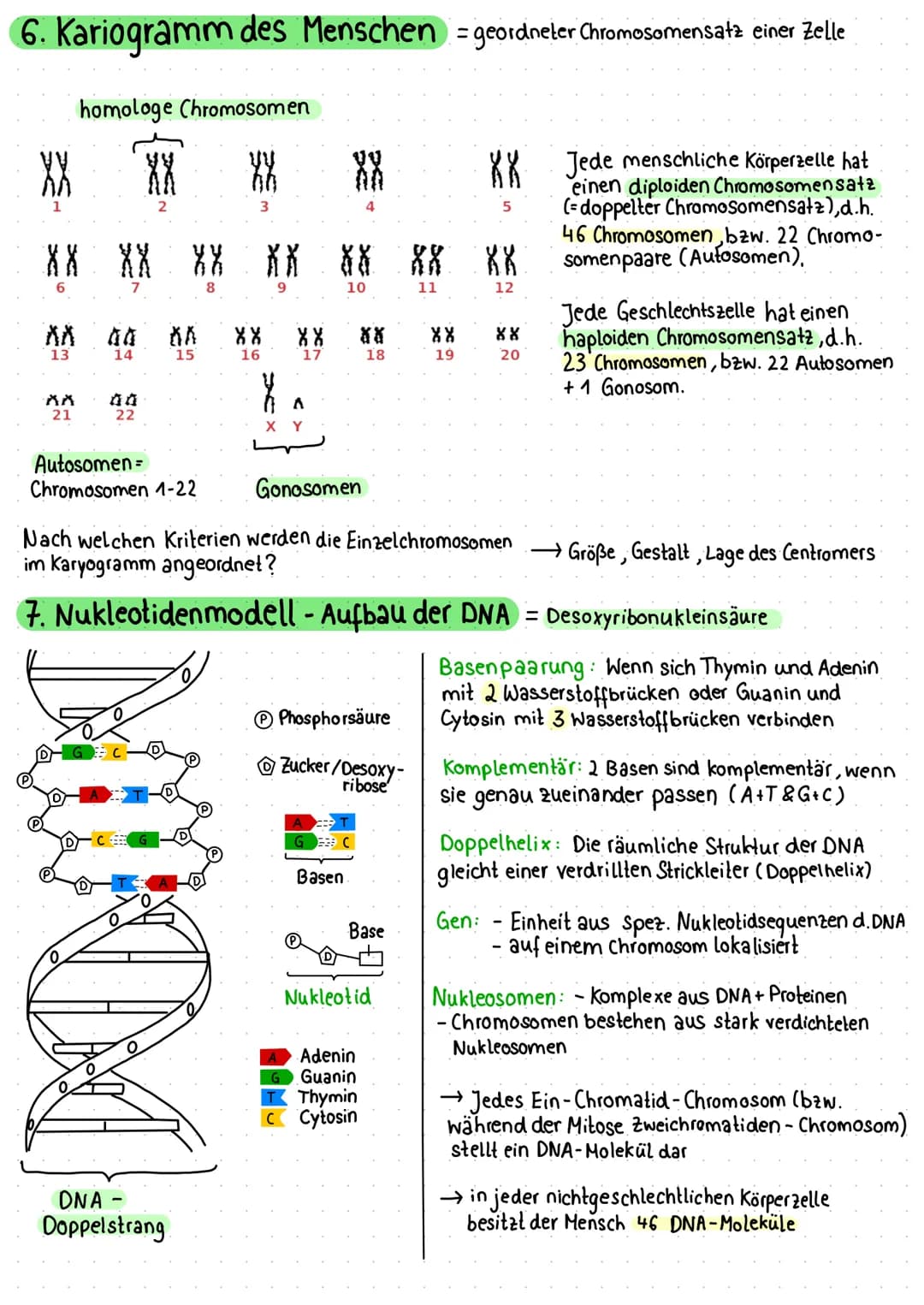 1. Zelle als Grundeinheit des Lebens
Pflanzliche Zelle
Vakuole
Zellmembran
Zellwand
Chloroplast
Mitochondrium
VA
raues ER
Dictyosomen (mit R