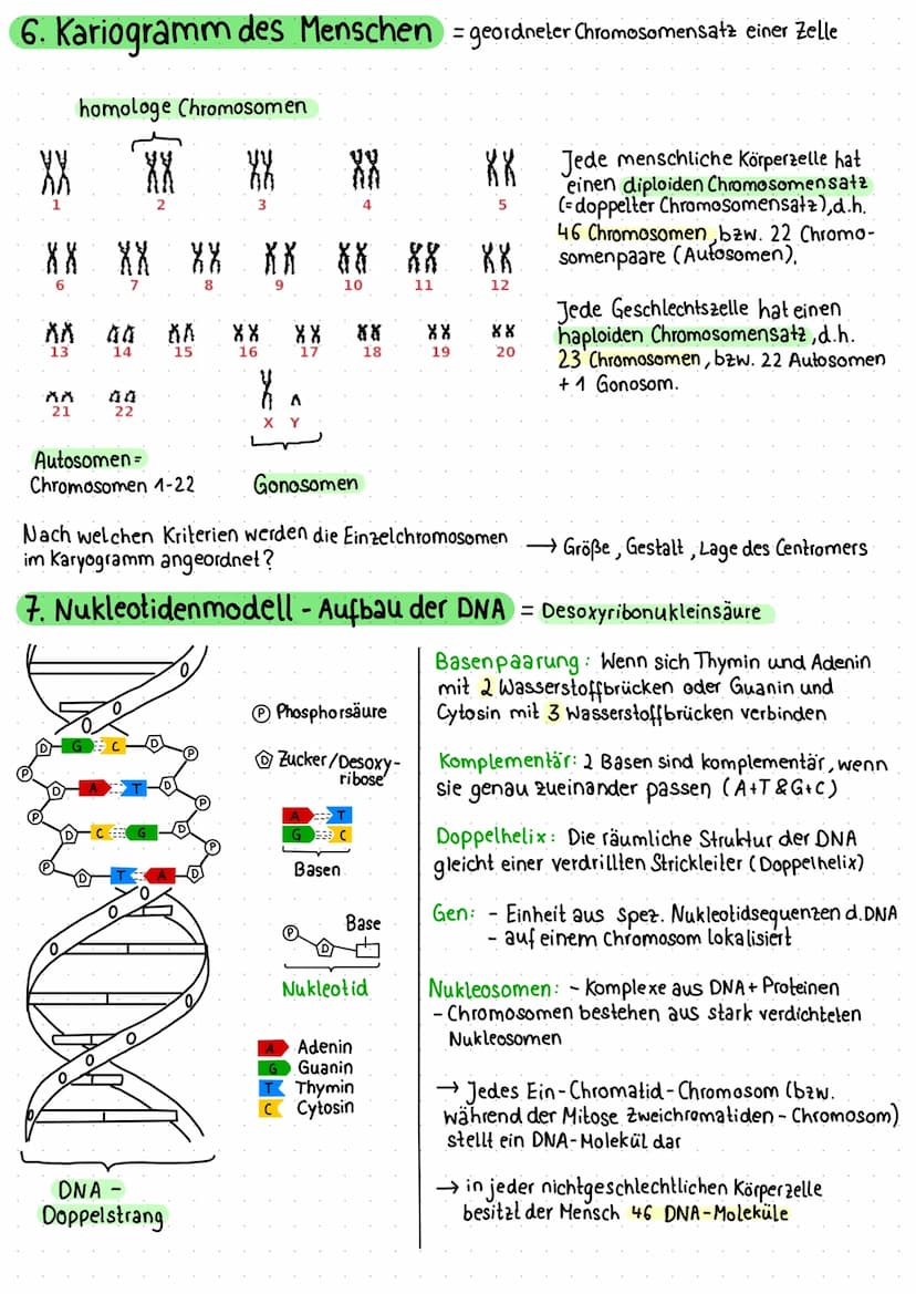 1. Zelle als Grundeinheit des Lebens
Pflanzliche Zelle
Vakuole
Zellmembran
Zellwand
Chloroplast
Mitochondrium
VA
raues ER
Dictyosomen (mit R