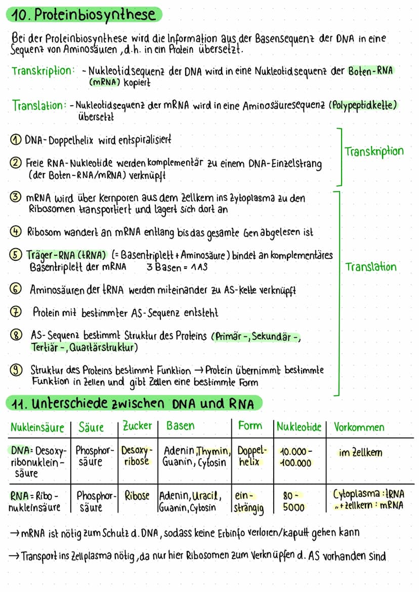 1. Zelle als Grundeinheit des Lebens
Pflanzliche Zelle
Vakuole
Zellmembran
Zellwand
Chloroplast
Mitochondrium
VA
raues ER
Dictyosomen (mit R