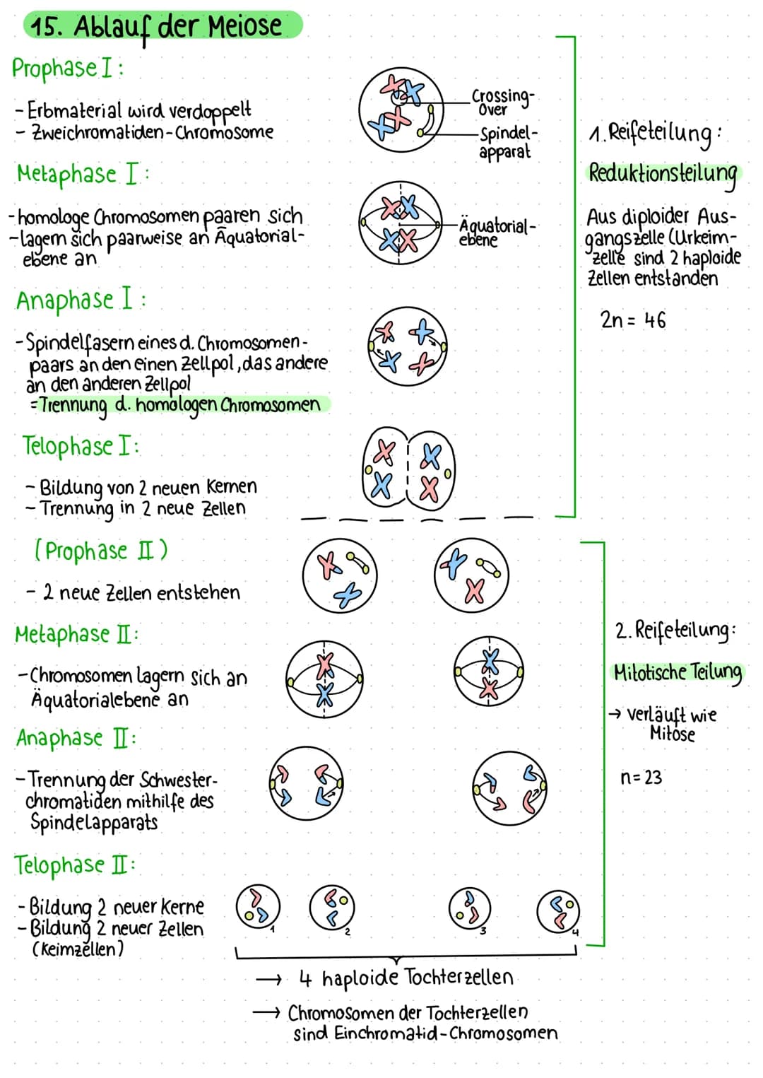 1. Zelle als Grundeinheit des Lebens
Pflanzliche Zelle
Vakuole
Zellmembran
Zellwand
Chloroplast
Mitochondrium
VA
raues ER
Dictyosomen (mit R