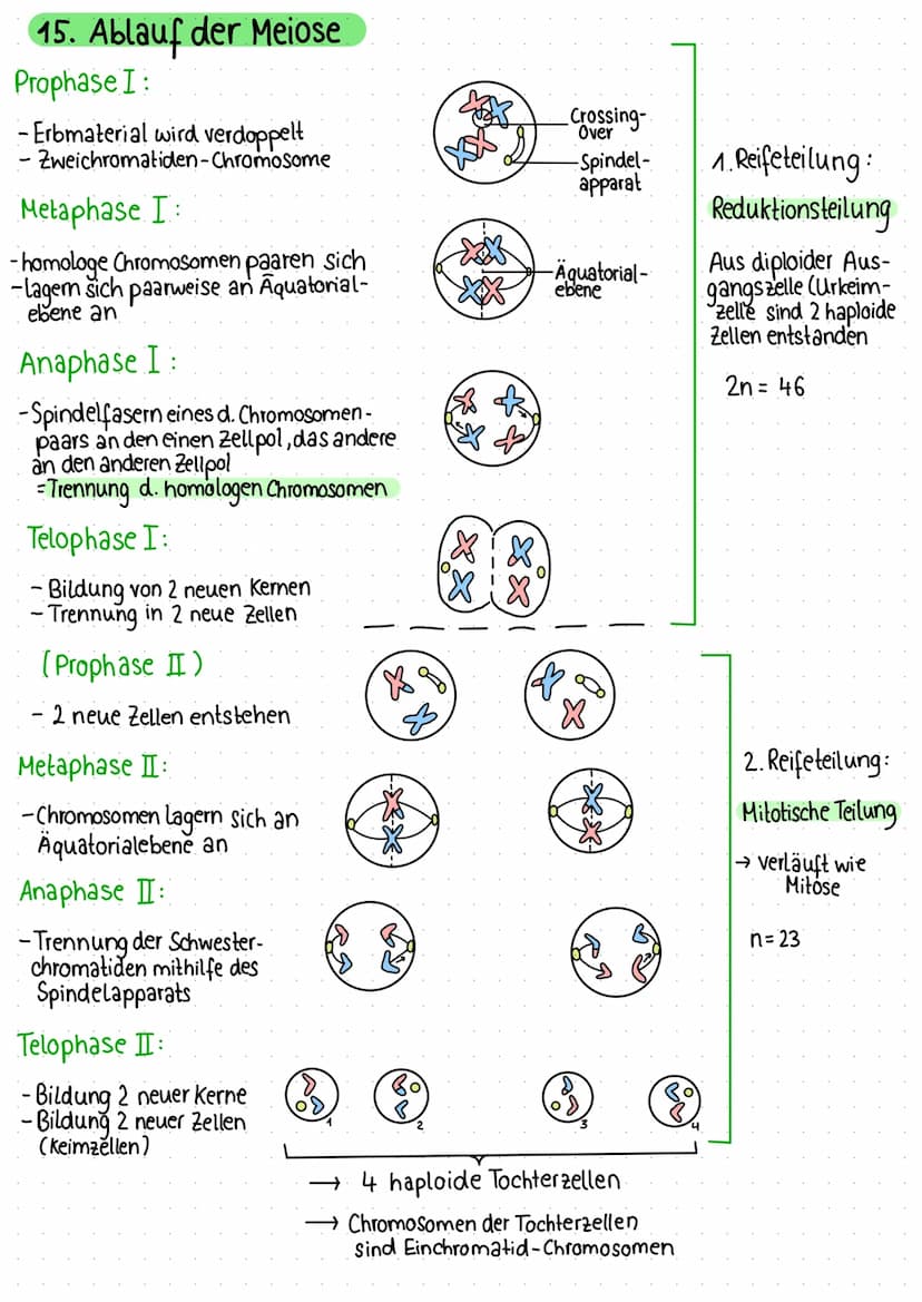 1. Zelle als Grundeinheit des Lebens
Pflanzliche Zelle
Vakuole
Zellmembran
Zellwand
Chloroplast
Mitochondrium
VA
raues ER
Dictyosomen (mit R