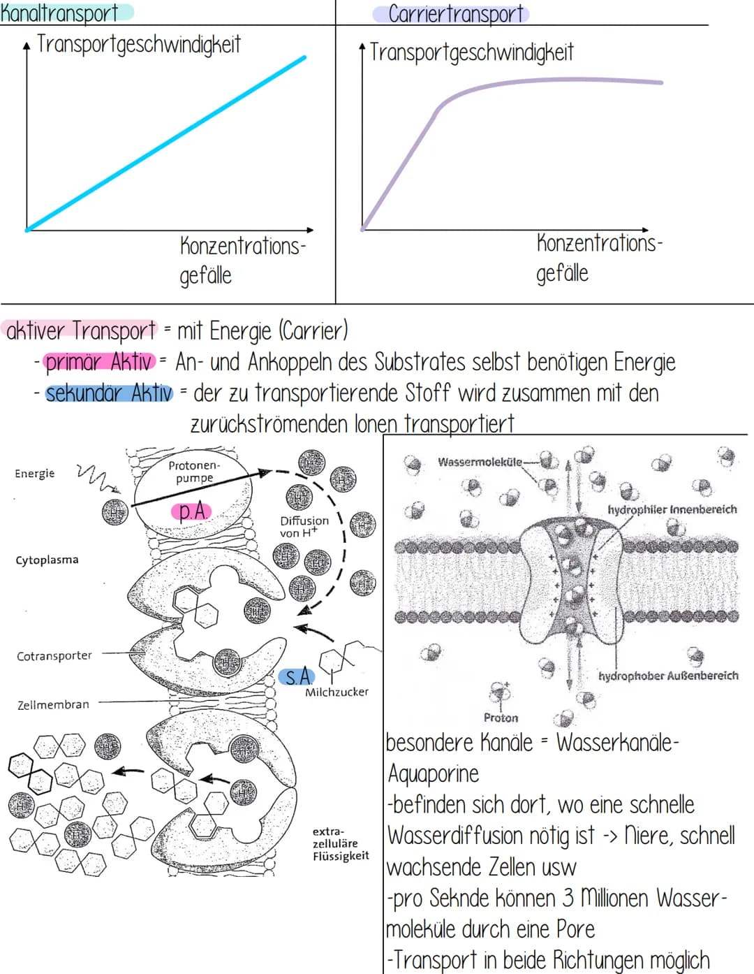 Transportmechanismen
- durch die Biomembran
hohe Konzentration
niedrige
Konzentration
einfache
Diffusion
über
Kanal
=
erleichterte Diffusion