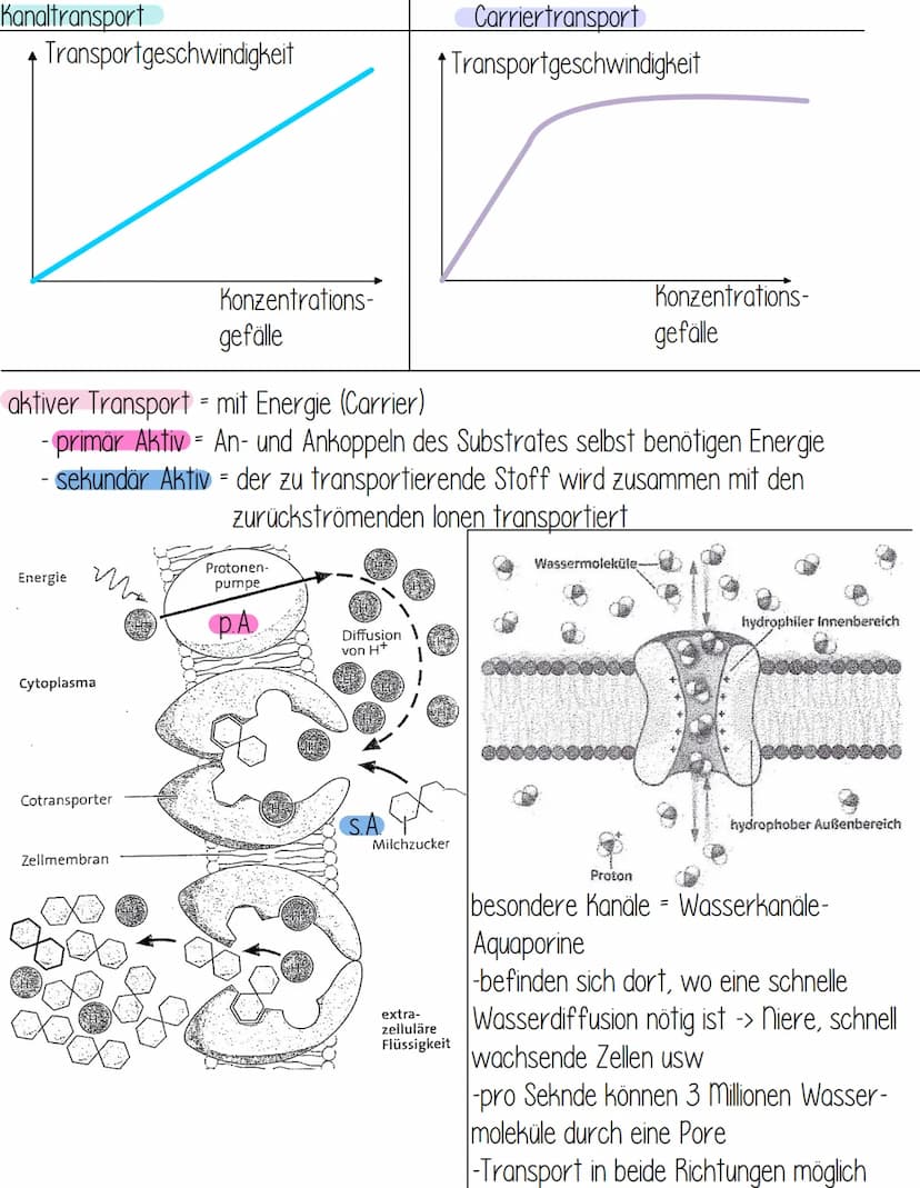 Transportmechanismen
- durch die Biomembran
hohe Konzentration
niedrige
Konzentration
einfache
Diffusion
über
Kanal
=
erleichterte Diffusion