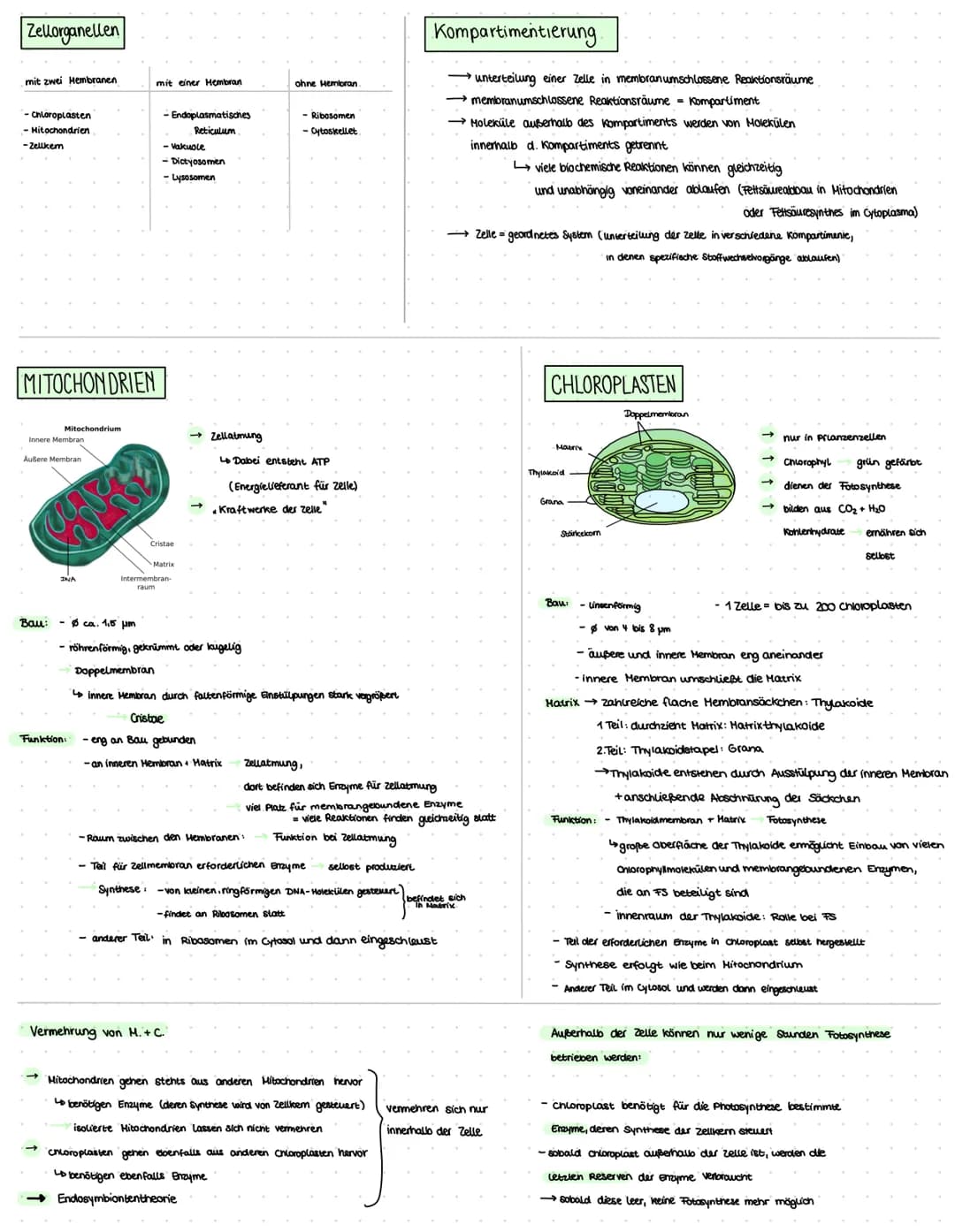 ZELLBIOLOGIE
allgemeine Infos:
-alle Lebewesen bestehen aus Zellen
.- eine einzige Zelle kann Lebewesen darstellen Einzeller
Lo keine Unters