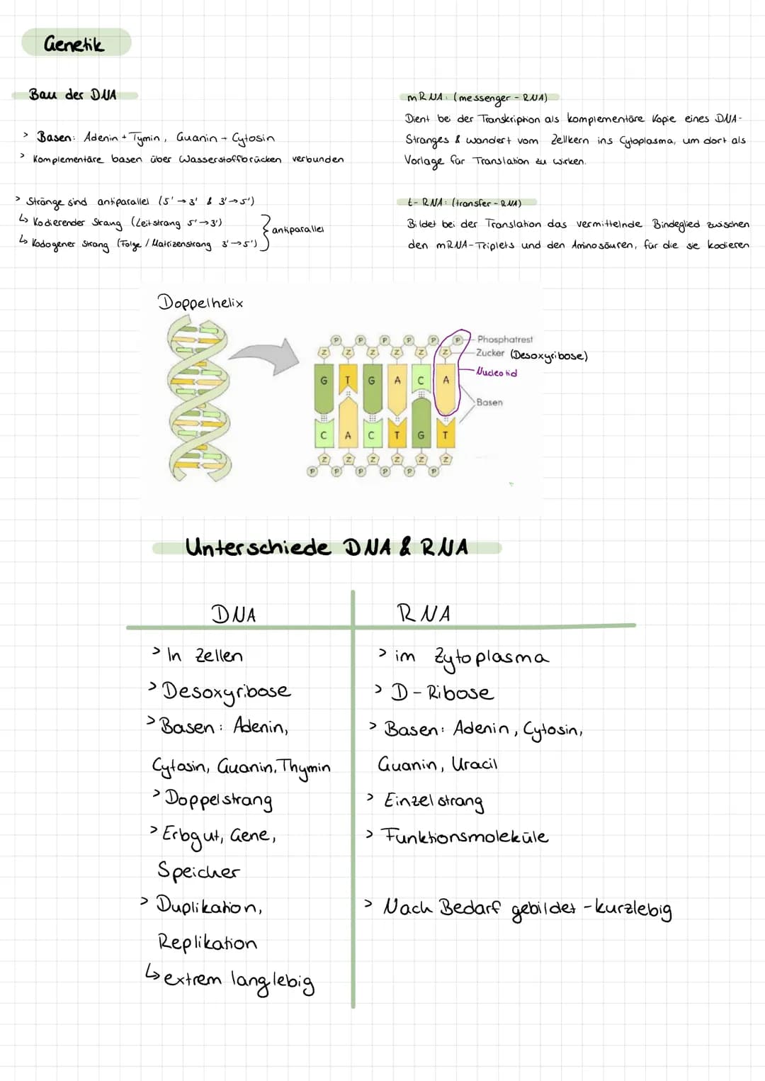 Genetik
Bau des DUA
> Basen: Adenin + Tymin, Guanin +
>
• Cytosin
Komplementare basen über Wasserstoffbrücken.
> Stränge sind antiparallel (