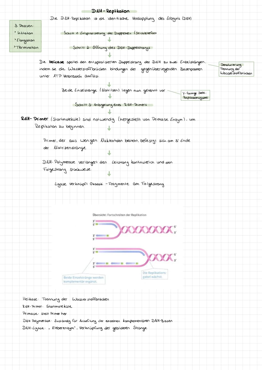 Genetik
Bau des DUA
> Basen: Adenin + Tymin, Guanin +
>
• Cytosin
Komplementare basen über Wasserstoffbrücken.
> Stränge sind antiparallel (