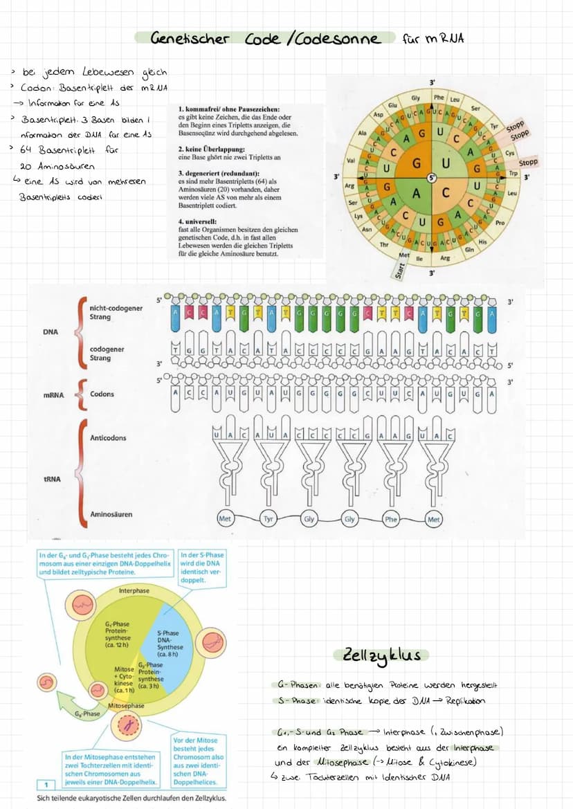 Genetik
Bau des DUA
> Basen: Adenin + Tymin, Guanin +
>
• Cytosin
Komplementare basen über Wasserstoffbrücken.
> Stränge sind antiparallel (