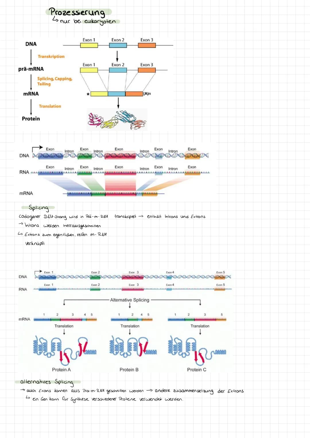 Genetik
Bau des DUA
> Basen: Adenin + Tymin, Guanin +
>
• Cytosin
Komplementare basen über Wasserstoffbrücken.
> Stränge sind antiparallel (
