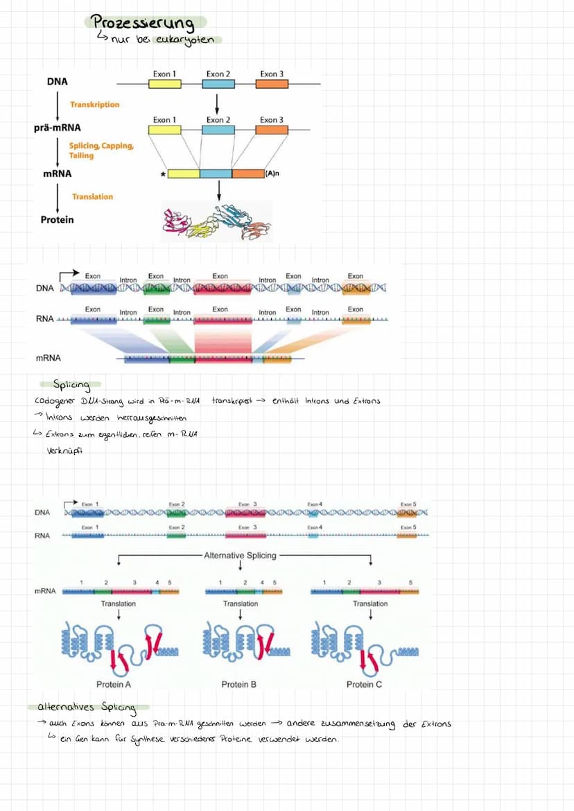Genetik
Bau des DUA
> Basen: Adenin + Tymin, Guanin +
>
• Cytosin
Komplementare basen über Wasserstoffbrücken.
> Stränge sind antiparallel (