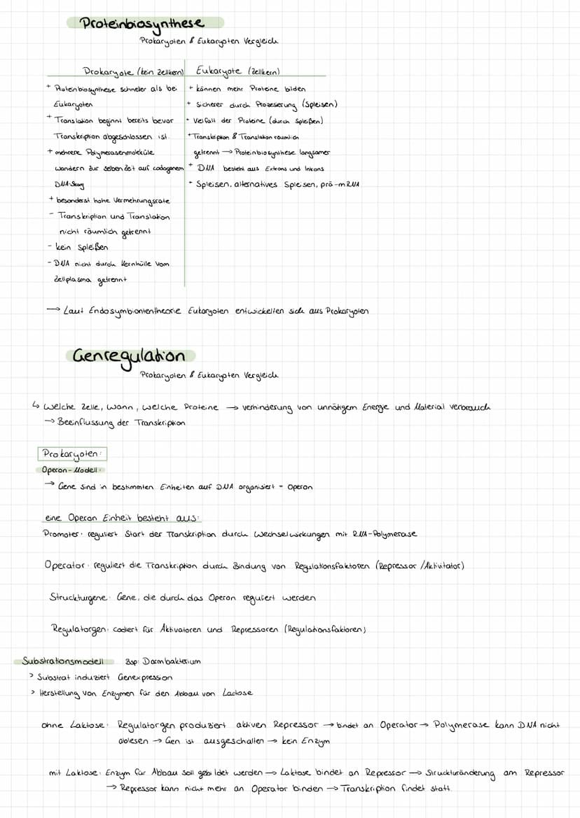 Genetik
Bau des DUA
> Basen: Adenin + Tymin, Guanin +
>
• Cytosin
Komplementare basen über Wasserstoffbrücken.
> Stränge sind antiparallel (