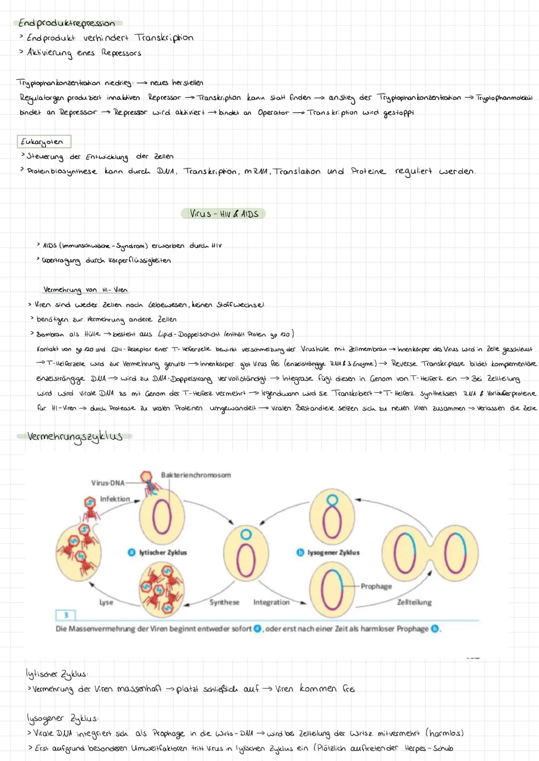 Genetik
Bau des DUA
> Basen: Adenin + Tymin, Guanin +
>
• Cytosin
Komplementare basen über Wasserstoffbrücken.
> Stränge sind antiparallel (