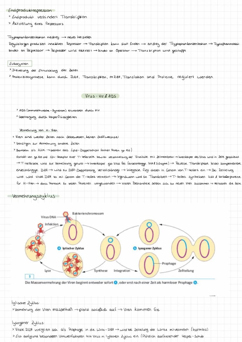 Genetik
Bau des DUA
> Basen: Adenin + Tymin, Guanin +
>
• Cytosin
Komplementare basen über Wasserstoffbrücken.
> Stränge sind antiparallel (