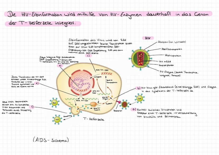Genetik
Bau des DUA
> Basen: Adenin + Tymin, Guanin +
>
• Cytosin
Komplementare basen über Wasserstoffbrücken.
> Stränge sind antiparallel (