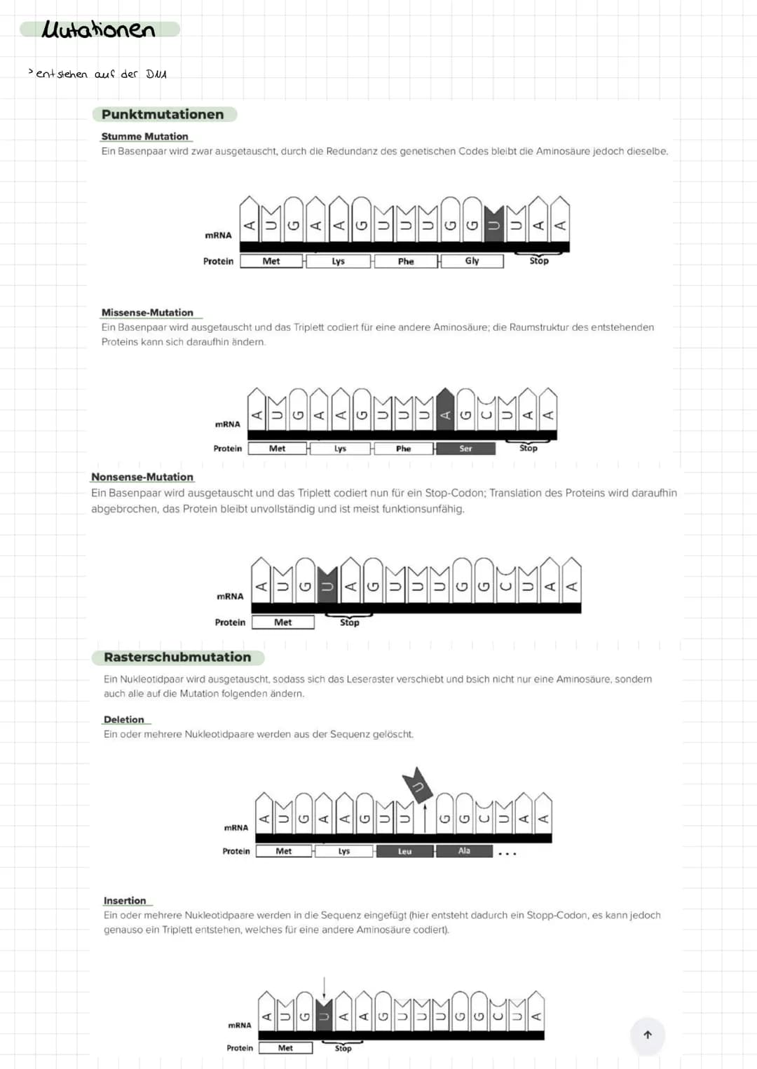 Genetik
Bau des DUA
> Basen: Adenin + Tymin, Guanin +
>
• Cytosin
Komplementare basen über Wasserstoffbrücken.
> Stränge sind antiparallel (