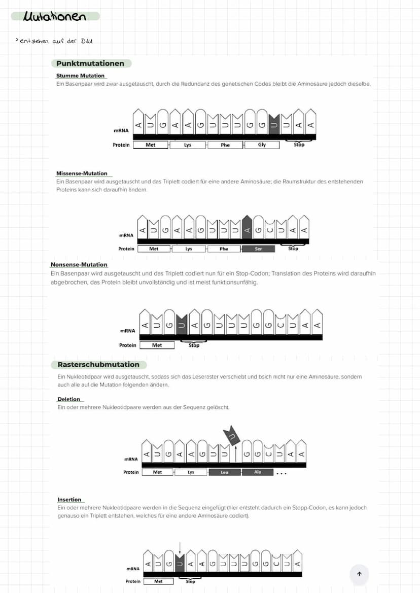 Genetik
Bau des DUA
> Basen: Adenin + Tymin, Guanin +
>
• Cytosin
Komplementare basen über Wasserstoffbrücken.
> Stränge sind antiparallel (