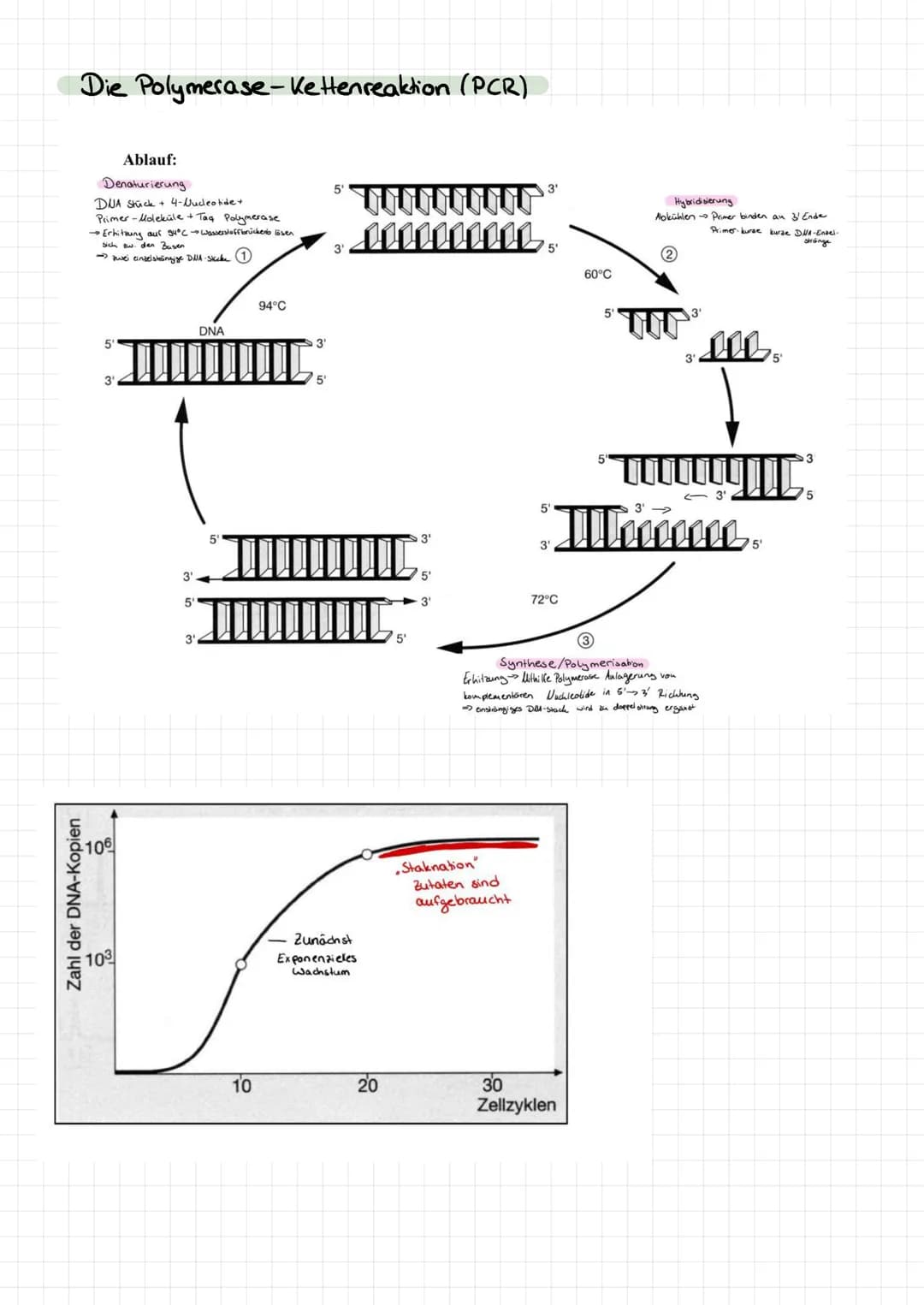 Genetik
Bau des DUA
> Basen: Adenin + Tymin, Guanin +
>
• Cytosin
Komplementare basen über Wasserstoffbrücken.
> Stränge sind antiparallel (