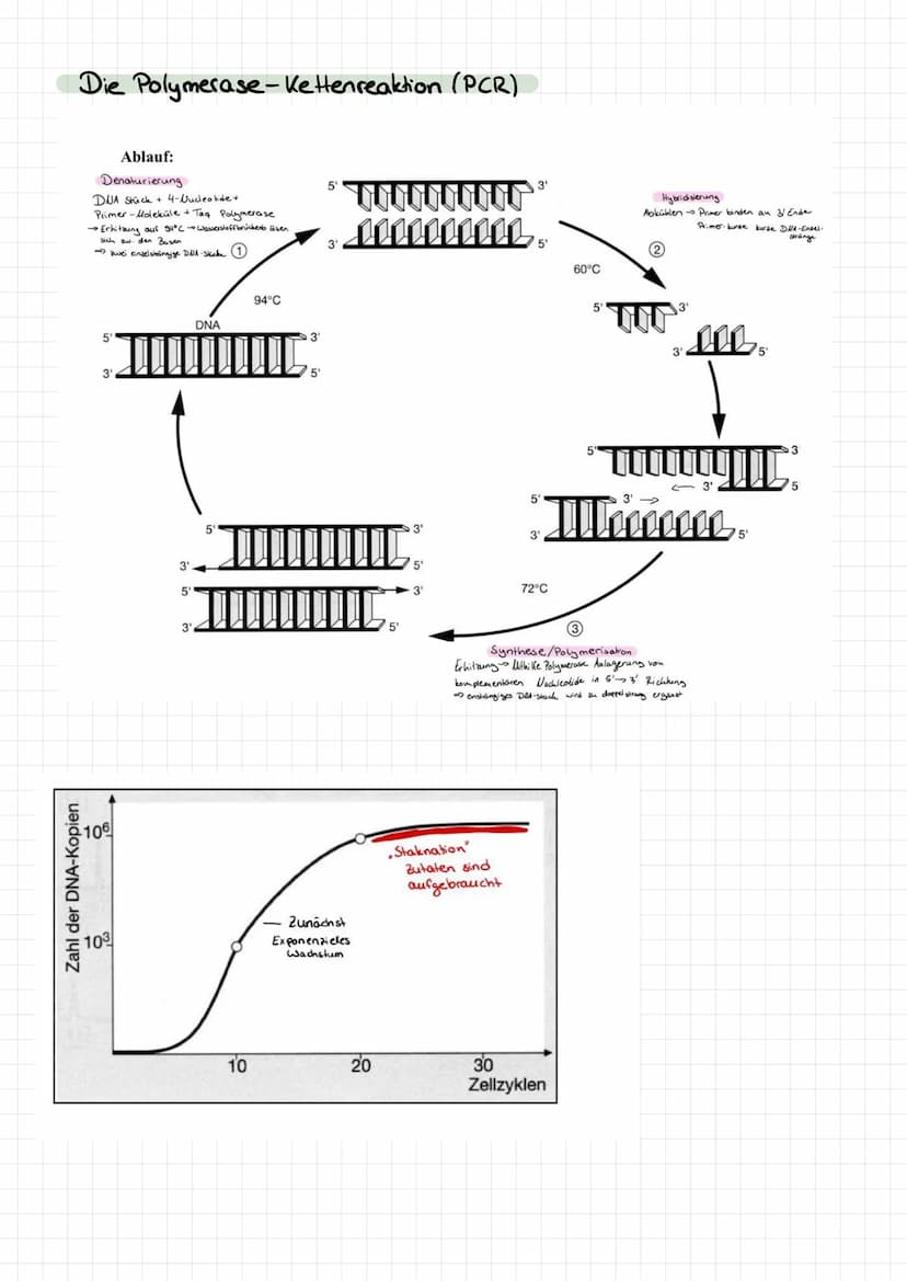 Genetik
Bau des DUA
> Basen: Adenin + Tymin, Guanin +
>
• Cytosin
Komplementare basen über Wasserstoffbrücken.
> Stränge sind antiparallel (