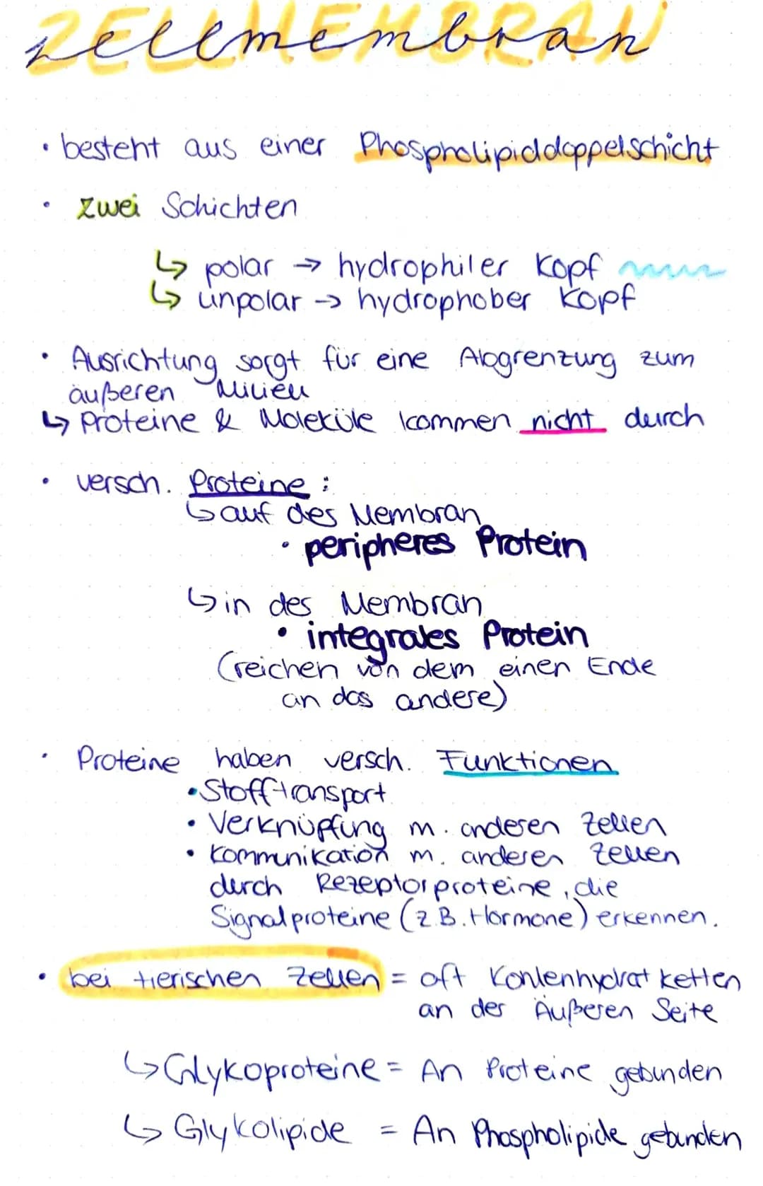 sellmembran
• besteht aus einer Phospholipiddoppelschicht
Zwei Schichten
♦
↳ polar → hydrophiler Kopf m
↳ unpolar → hydrophober kopf
Ausrich