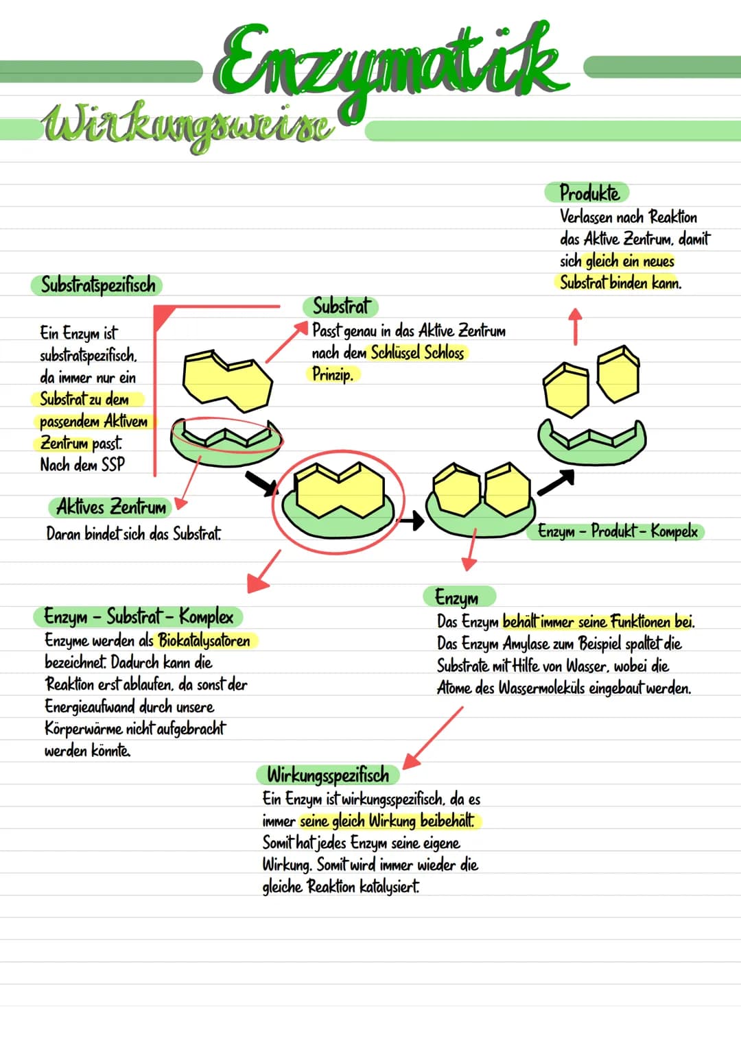 Enzymatik Enzymatik
Wirkungsweise
Substratspezifisch
Ein Enzym ist
substratspezifisch.
da immer nur ein
Substrat zu dem
passendem Aktivem
Ze