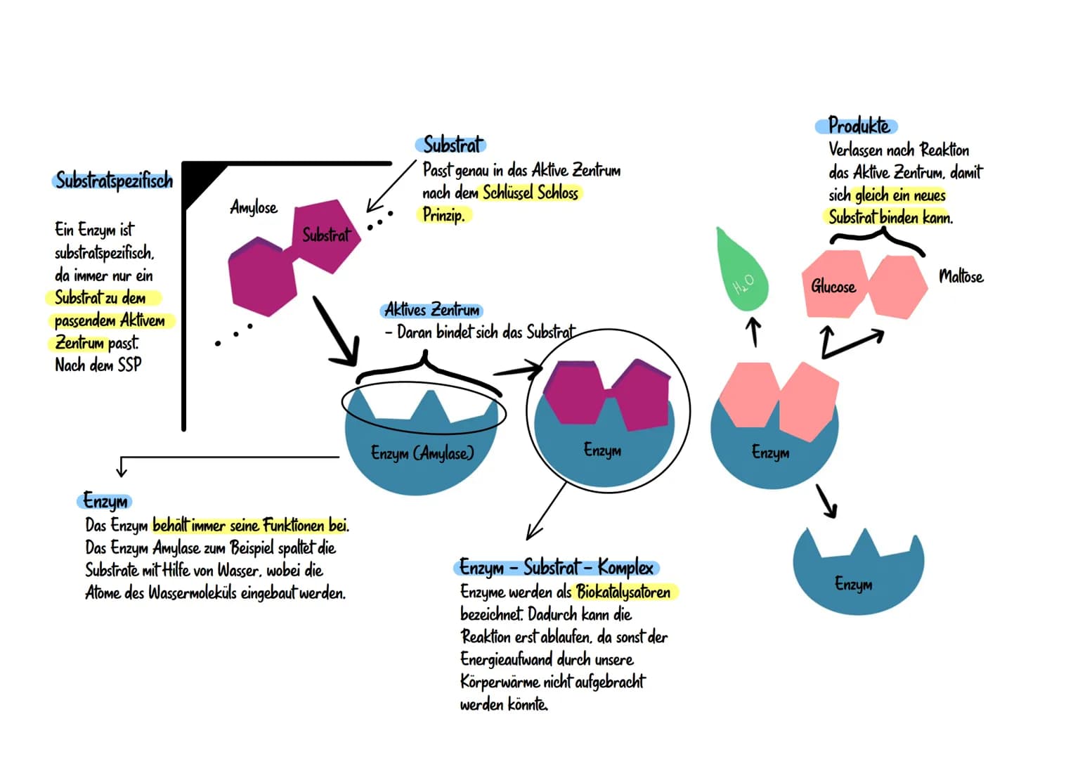 Enzymatik Enzymatik
Wirkungsweise
Substratspezifisch
Ein Enzym ist
substratspezifisch.
da immer nur ein
Substrat zu dem
passendem Aktivem
Ze