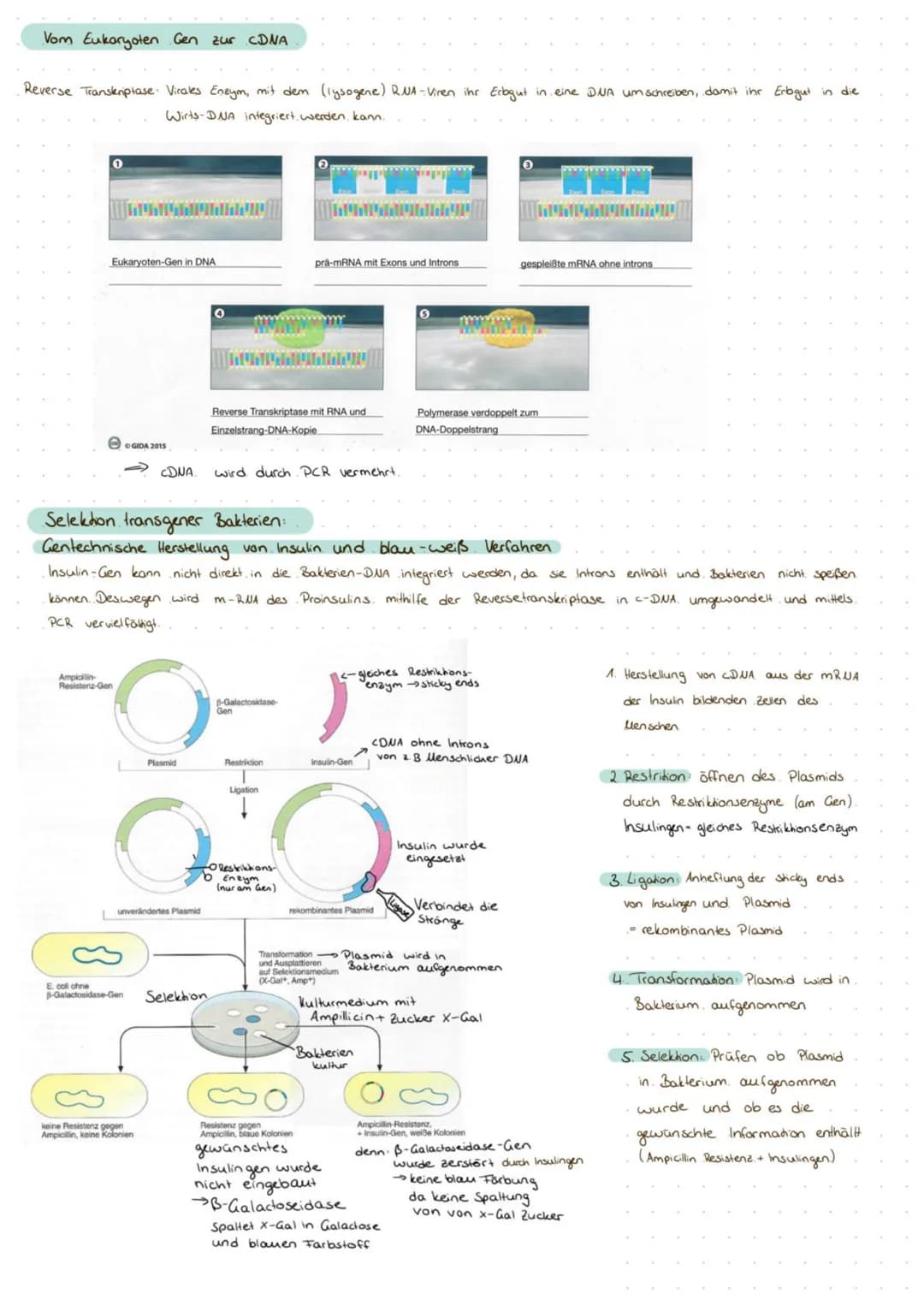 Definition Gentechnik: Eingriffe in das Material von Organismen, um deren genetisch bedingte Eigenschaften gezielt zu verändern. Dazu
werden