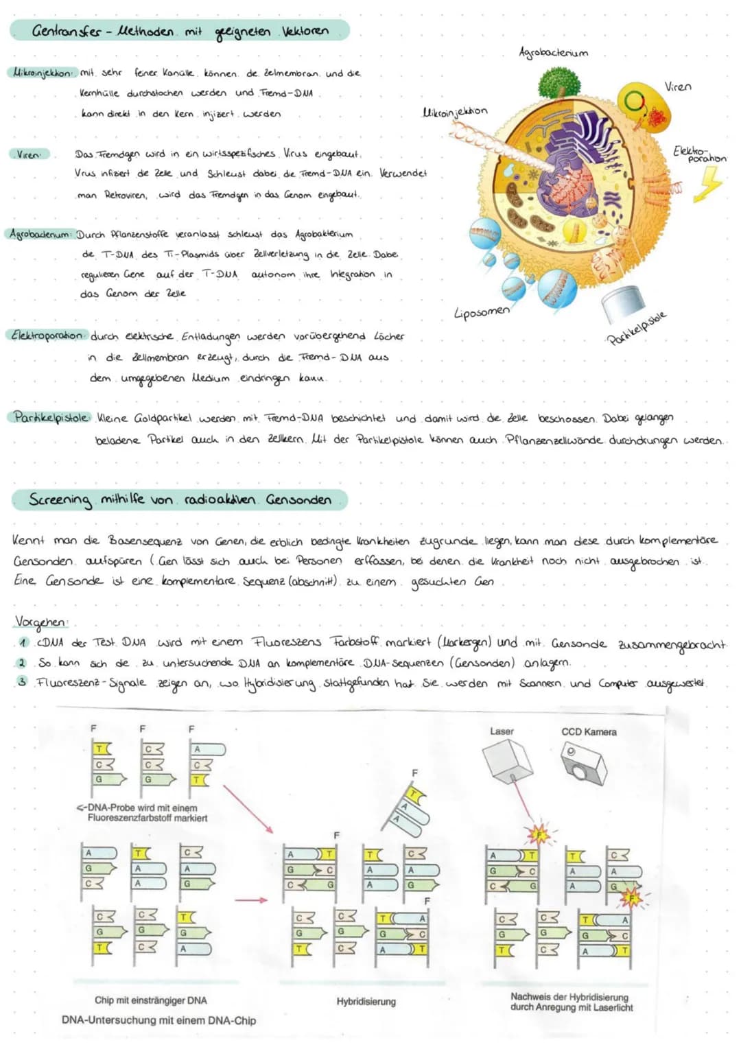 Definition Gentechnik: Eingriffe in das Material von Organismen, um deren genetisch bedingte Eigenschaften gezielt zu verändern. Dazu
werden