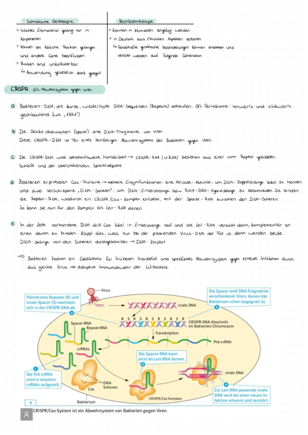 Definition Gentechnik: Eingriffe in das Material von Organismen, um deren genetisch bedingte Eigenschaften gezielt zu verändern. Dazu
werden