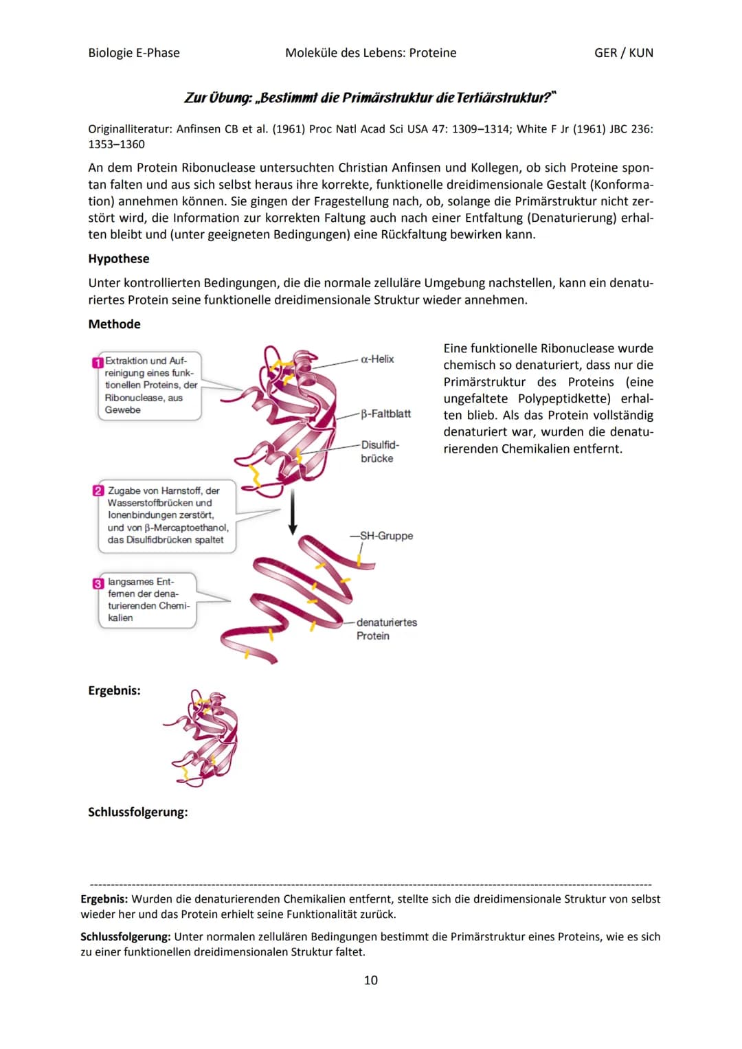 Biologie E-Phase
Proteine: Funktionsvielfalt durch Strukturvielfalt
Nahezu alle in Lebewesen ablaufende Prozesse sind von Proteinen abhängig