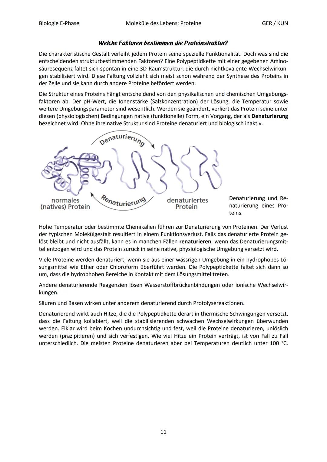 Biologie E-Phase
Proteine: Funktionsvielfalt durch Strukturvielfalt
Nahezu alle in Lebewesen ablaufende Prozesse sind von Proteinen abhängig