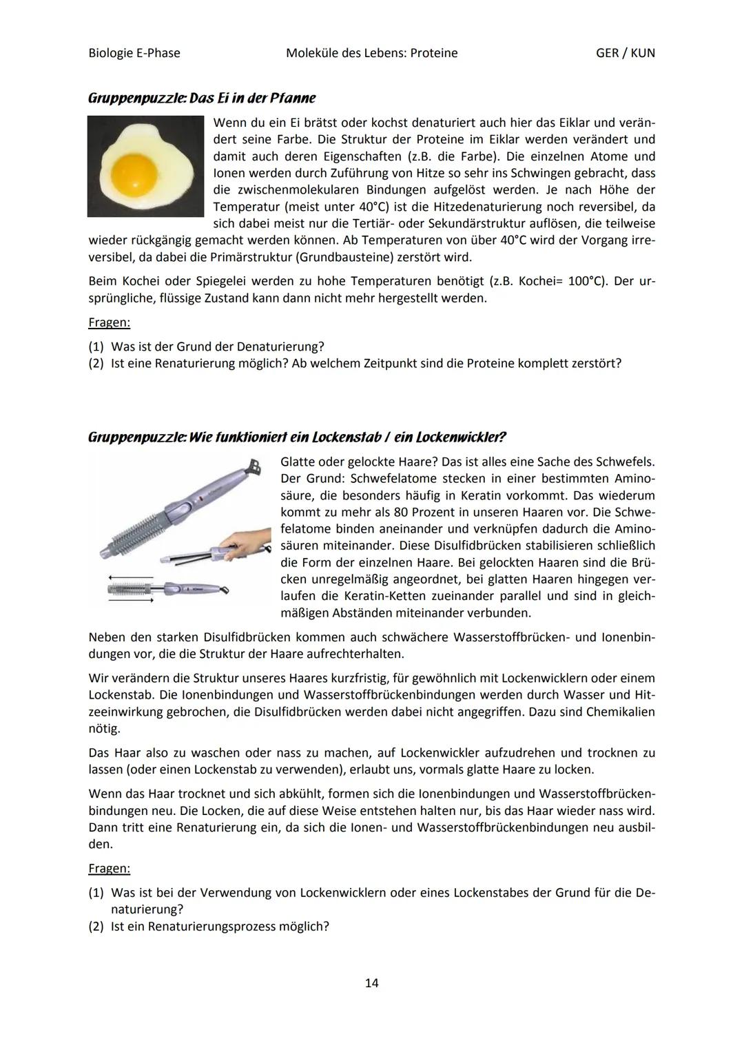 Biologie E-Phase
Proteine: Funktionsvielfalt durch Strukturvielfalt
Nahezu alle in Lebewesen ablaufende Prozesse sind von Proteinen abhängig