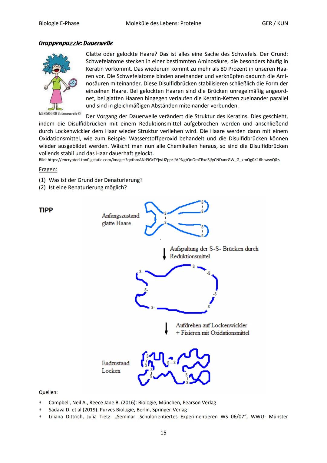 Biologie E-Phase
Proteine: Funktionsvielfalt durch Strukturvielfalt
Nahezu alle in Lebewesen ablaufende Prozesse sind von Proteinen abhängig