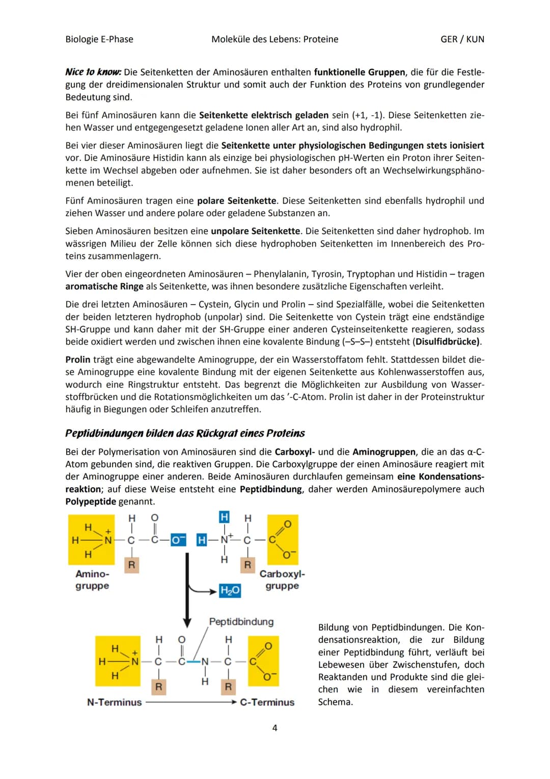 Biologie E-Phase
Proteine: Funktionsvielfalt durch Strukturvielfalt
Nahezu alle in Lebewesen ablaufende Prozesse sind von Proteinen abhängig