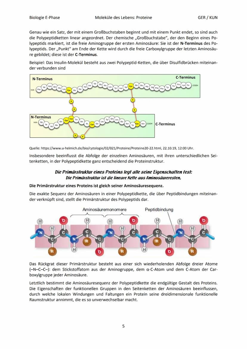 Biologie E-Phase
Proteine: Funktionsvielfalt durch Strukturvielfalt
Nahezu alle in Lebewesen ablaufende Prozesse sind von Proteinen abhängig
