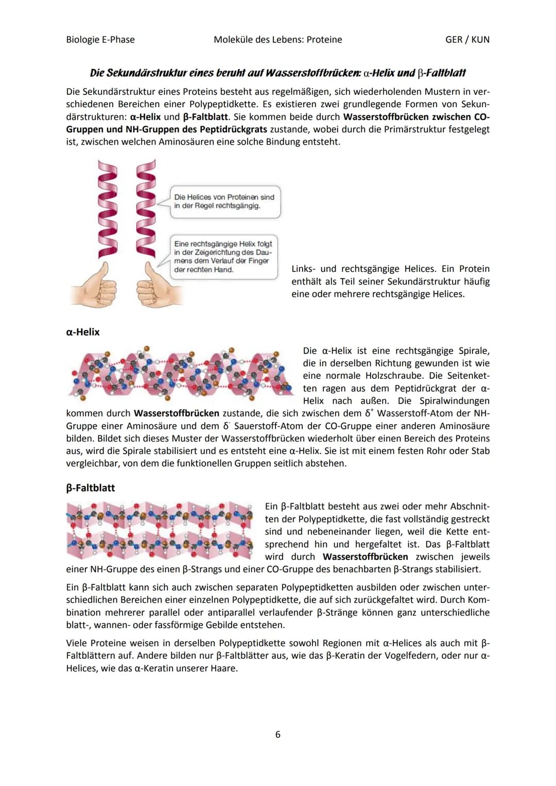 Biologie E-Phase
Proteine: Funktionsvielfalt durch Strukturvielfalt
Nahezu alle in Lebewesen ablaufende Prozesse sind von Proteinen abhängig