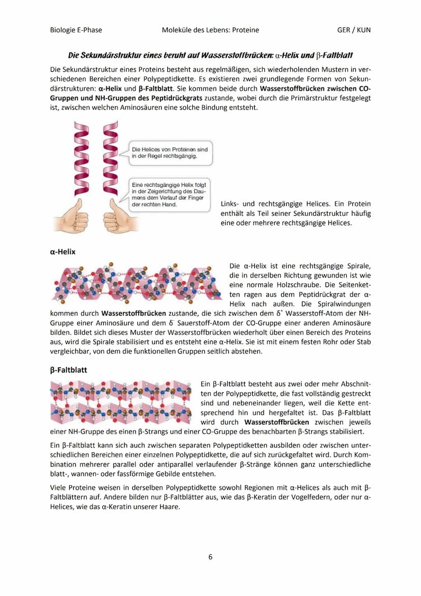 Biologie E-Phase
Proteine: Funktionsvielfalt durch Strukturvielfalt
Nahezu alle in Lebewesen ablaufende Prozesse sind von Proteinen abhängig