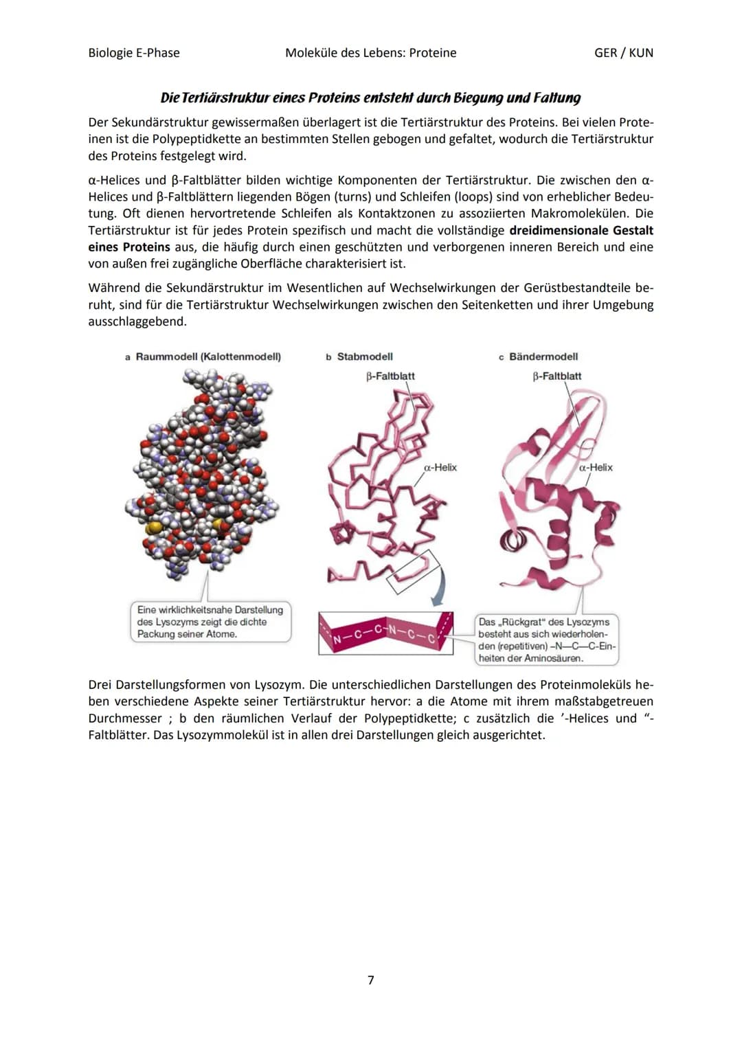 Biologie E-Phase
Proteine: Funktionsvielfalt durch Strukturvielfalt
Nahezu alle in Lebewesen ablaufende Prozesse sind von Proteinen abhängig