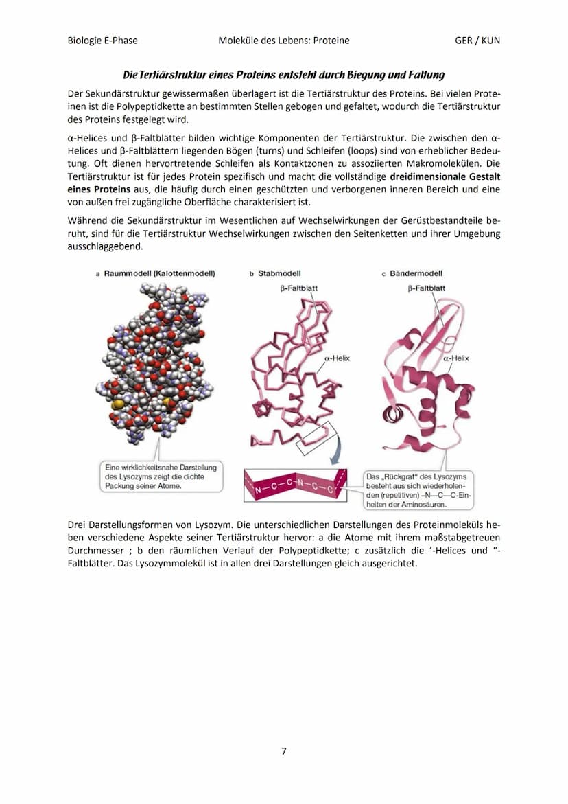 Biologie E-Phase
Proteine: Funktionsvielfalt durch Strukturvielfalt
Nahezu alle in Lebewesen ablaufende Prozesse sind von Proteinen abhängig