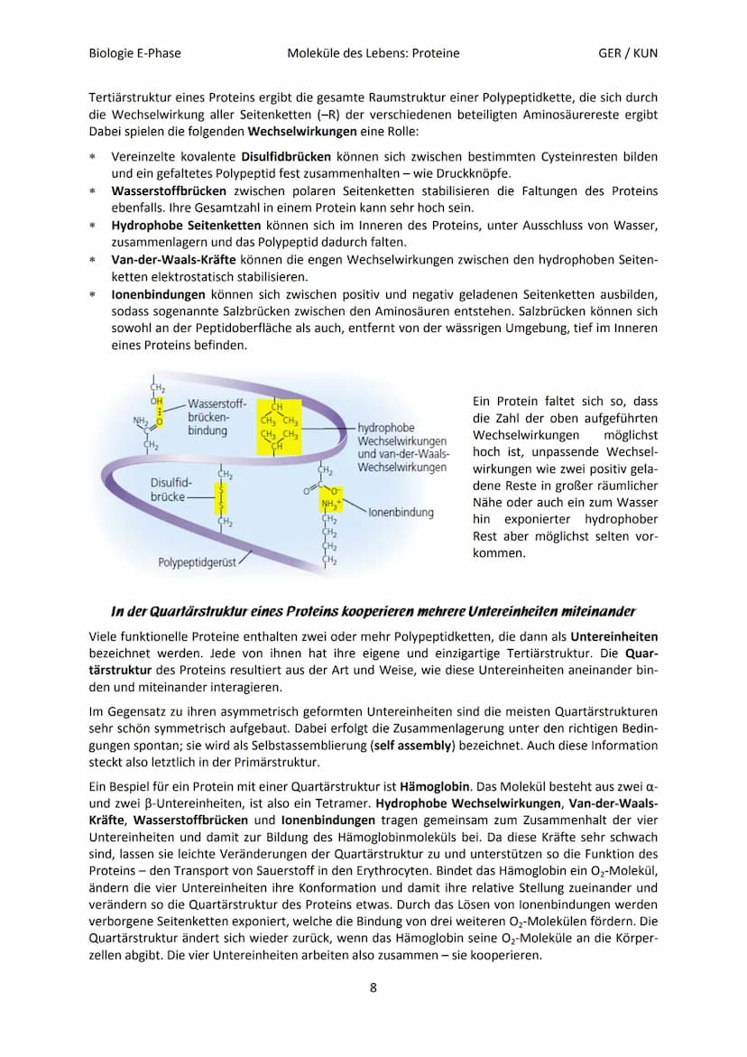 Biologie E-Phase
Proteine: Funktionsvielfalt durch Strukturvielfalt
Nahezu alle in Lebewesen ablaufende Prozesse sind von Proteinen abhängig