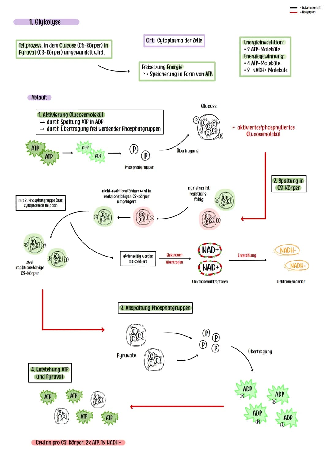 Die Zellatmung ist ein
Stoffwechselprozess, mit dem
Ziel, möglichst viel Energie in
Form von ATP zu gewinnen.
Hitochondrium
Glucose + Sauers