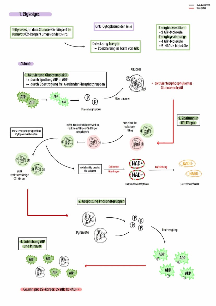 Die Zellatmung ist ein
Stoffwechselprozess, mit dem
Ziel, möglichst viel Energie in
Form von ATP zu gewinnen.
Hitochondrium
Glucose + Sauers