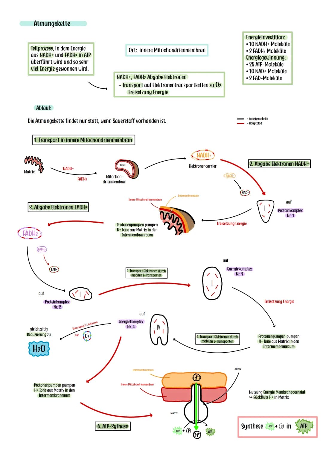 Die Zellatmung ist ein
Stoffwechselprozess, mit dem
Ziel, möglichst viel Energie in
Form von ATP zu gewinnen.
Hitochondrium
Glucose + Sauers