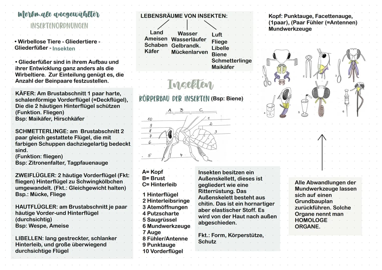 Nesseltiere
• Quallen
• Korallen
• Polypen
●
Insekten
• Zweiflügler
• Käfer
Schmetterling
• Libellen
Schwämme
• Kalkschwämme
Glasschwämme
Sp