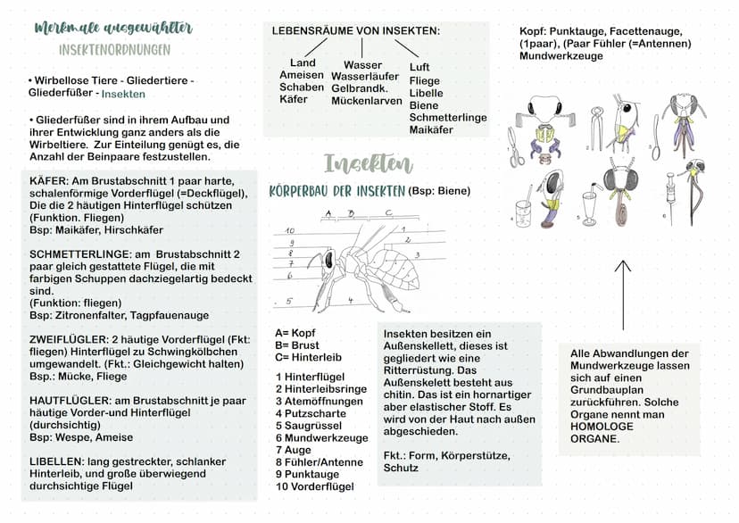 Nesseltiere
• Quallen
• Korallen
• Polypen
●
Insekten
• Zweiflügler
• Käfer
Schmetterling
• Libellen
Schwämme
• Kalkschwämme
Glasschwämme
Sp