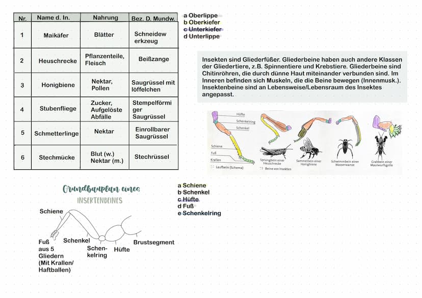 Nesseltiere
• Quallen
• Korallen
• Polypen
●
Insekten
• Zweiflügler
• Käfer
Schmetterling
• Libellen
Schwämme
• Kalkschwämme
Glasschwämme
Sp