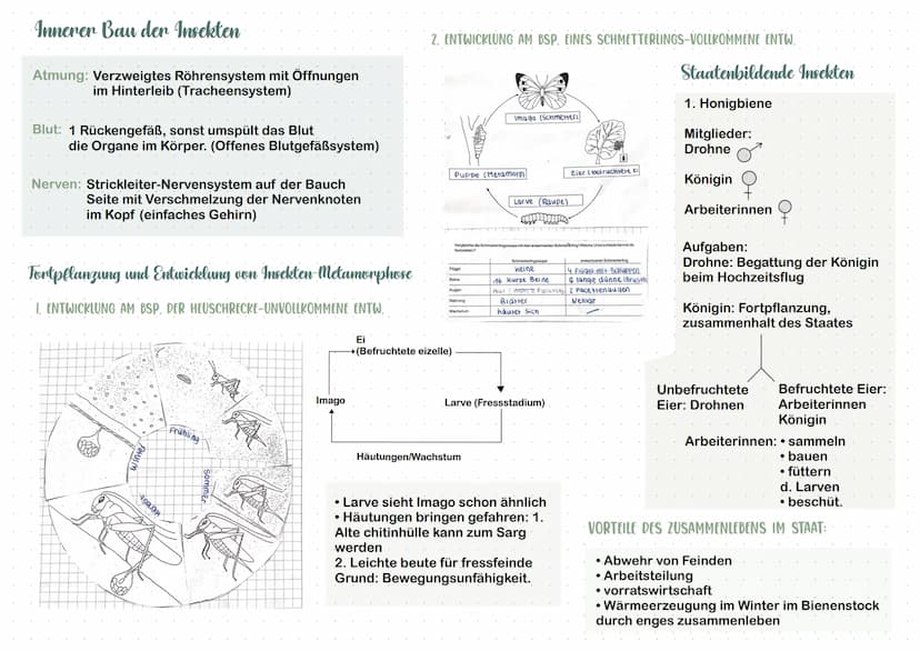 Nesseltiere
• Quallen
• Korallen
• Polypen
●
Insekten
• Zweiflügler
• Käfer
Schmetterling
• Libellen
Schwämme
• Kalkschwämme
Glasschwämme
Sp