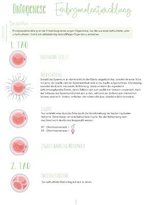 Know Ontogenese - Embryonalentwicklung thumbnail