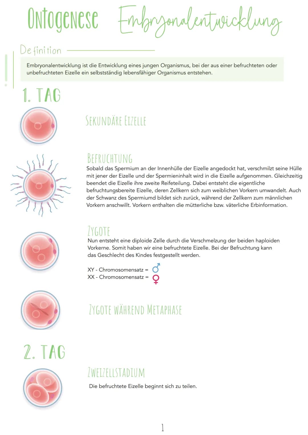 Ontogenese Embryonalentwicklung
Definition
Embryonalentwicklung ist die Entwicklung eines jungen Organismus, bei der aus einer befruchteten 